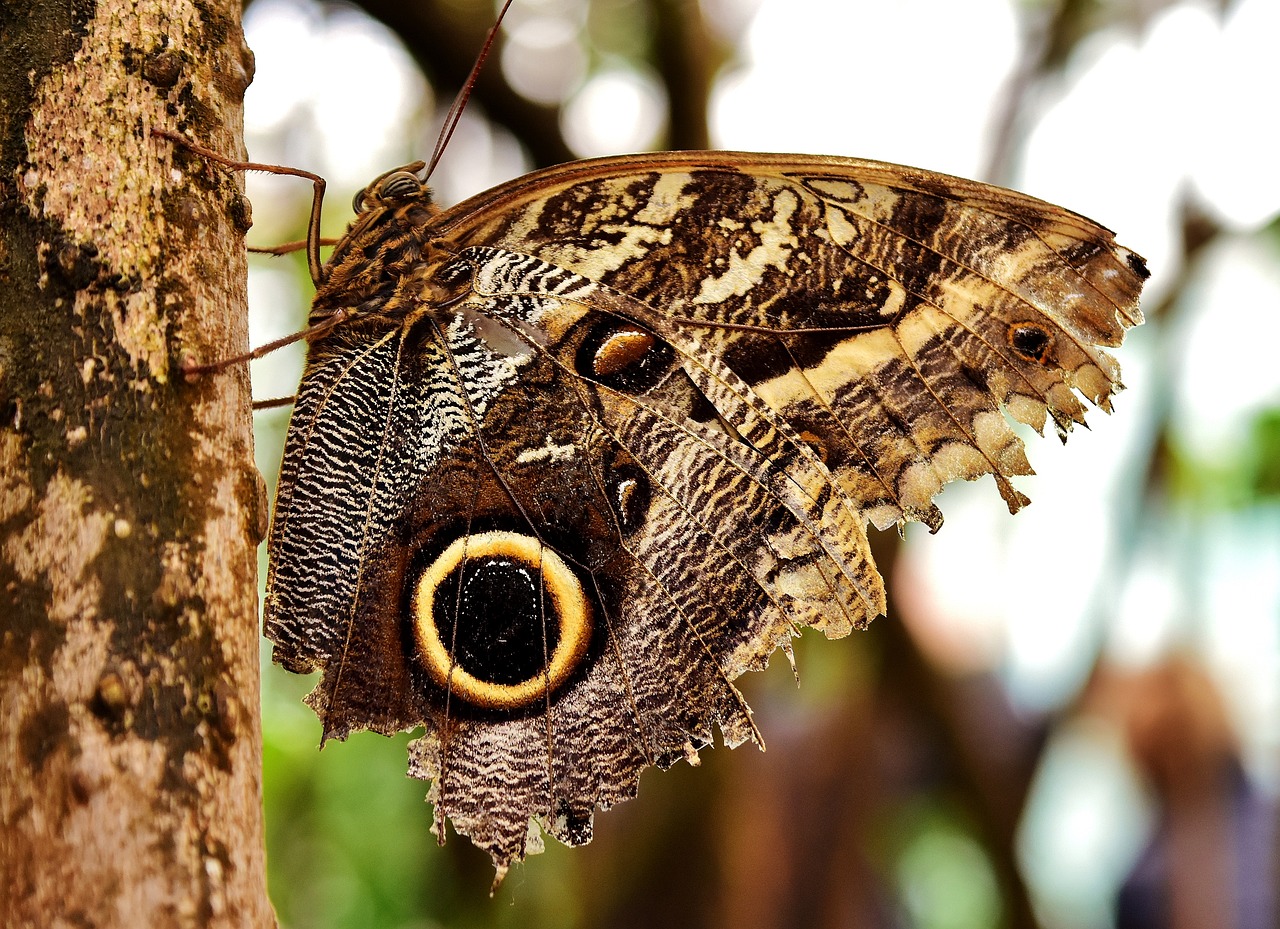 Growing a Butterfly Garden: Plant Choices and Tips